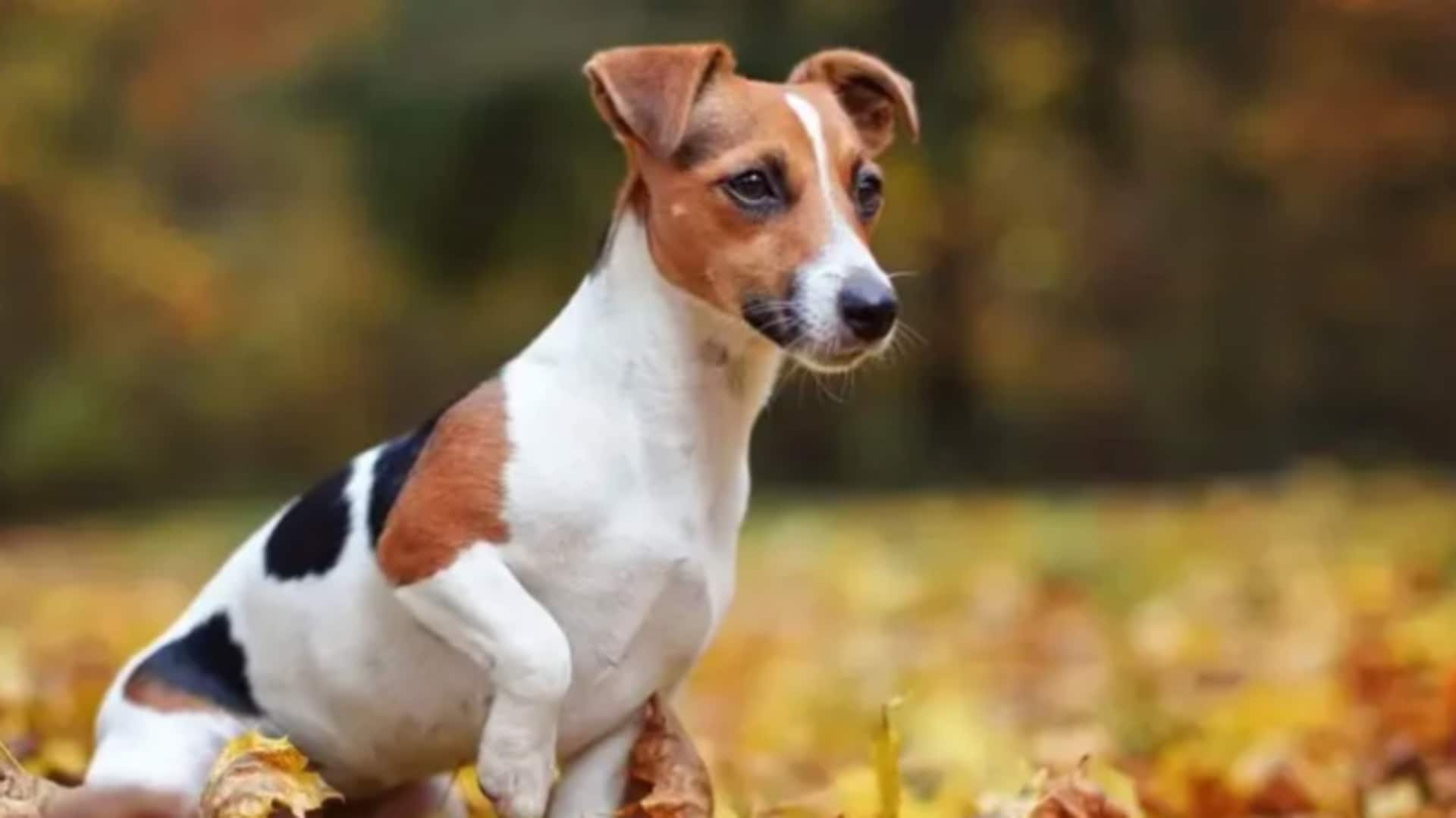 Jack Russell Terrier dental care guide