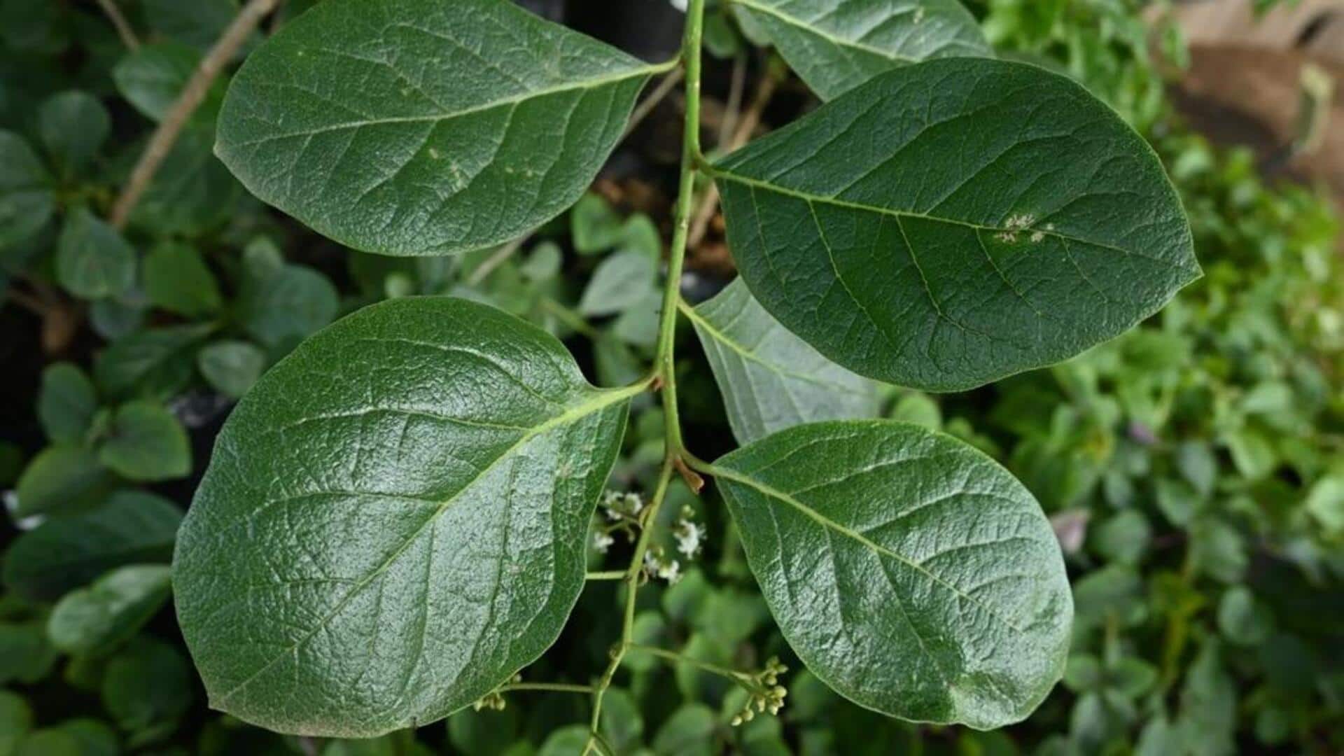 5 uses of sandpaper leaf for wellness