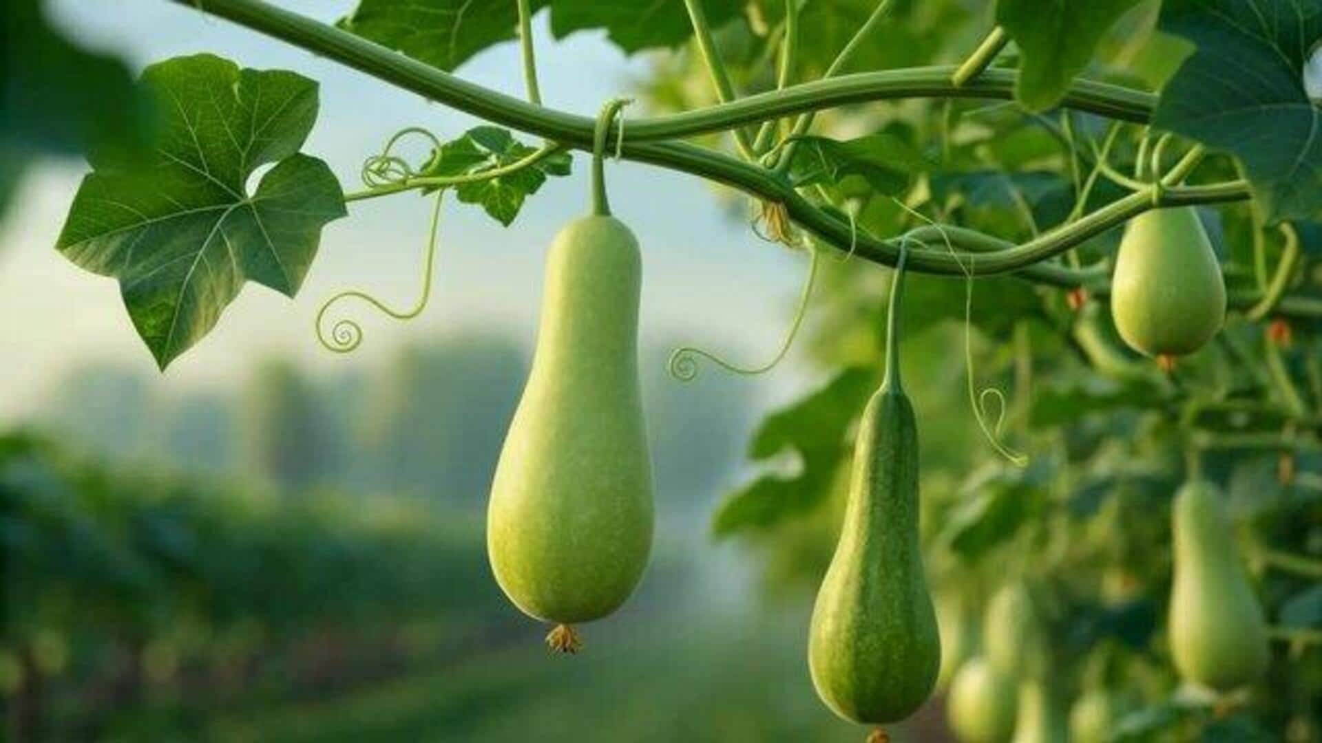 How to grow bottle gourd using vertical gardening