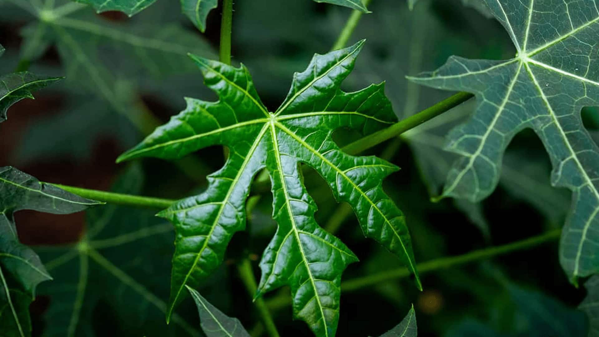  Why you must add chaya leaves to your daily diet