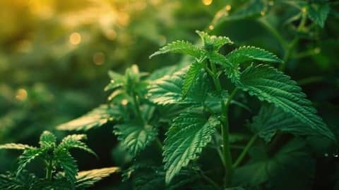 What is nettle plant? Why should you know about it?