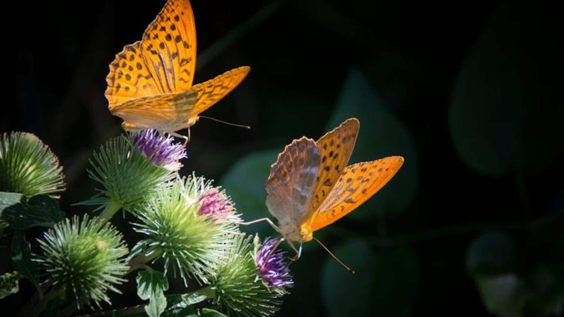 Witness the butterfly spectacle in Mexico City