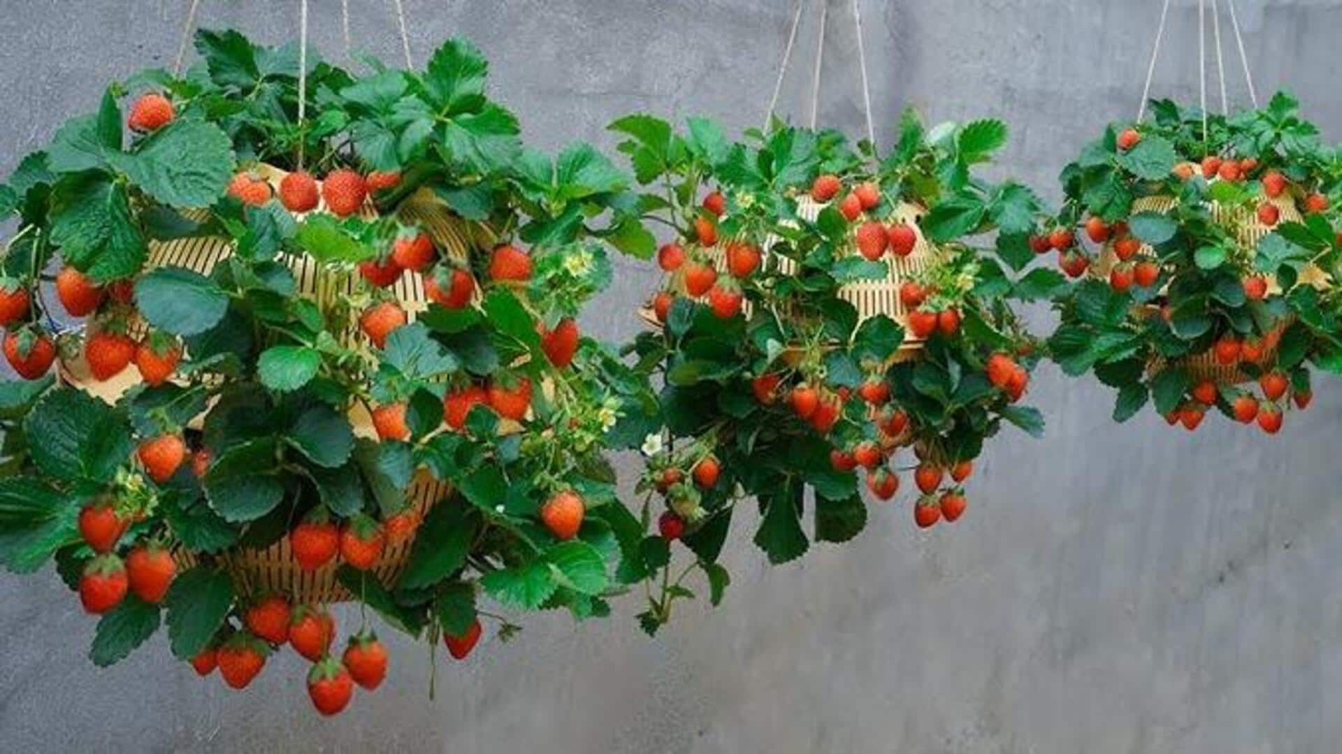 Cultivating sweet alpine strawberries in hanging baskets