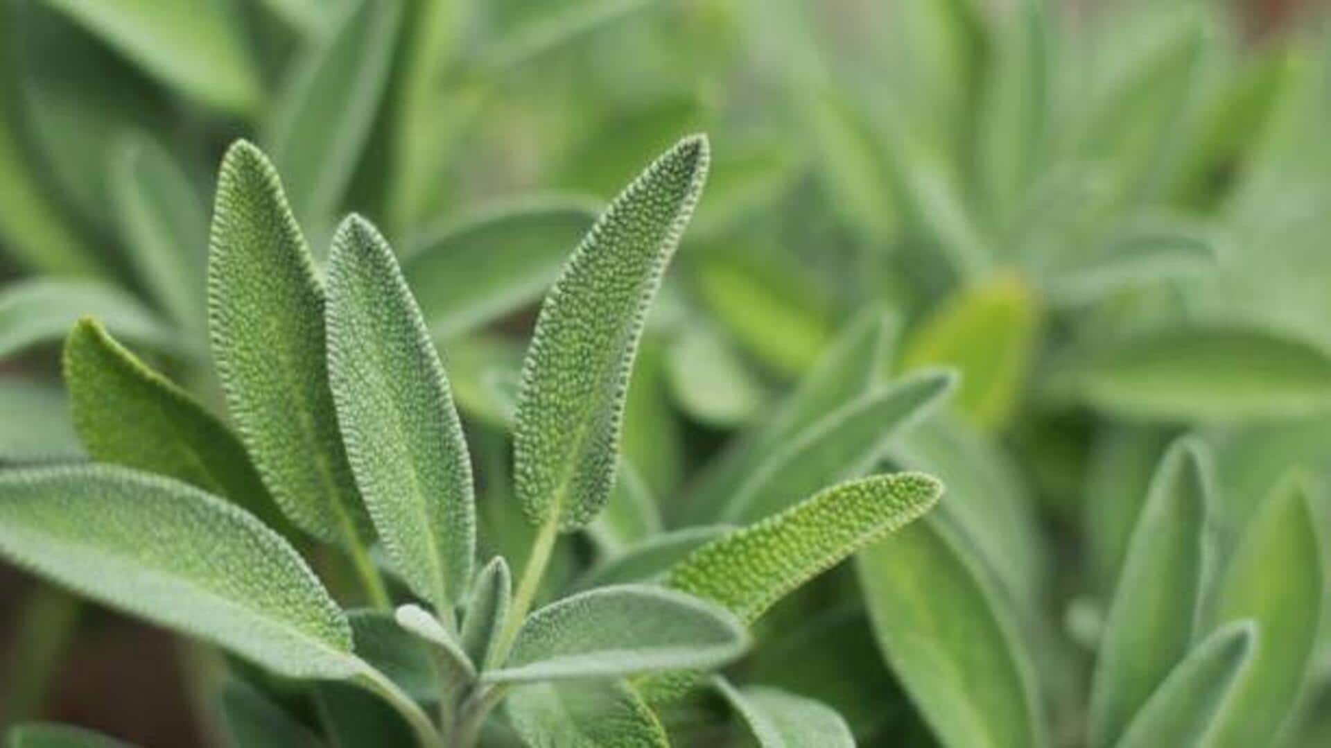 Sage: The herb that turns simple dishes into extraordinary 