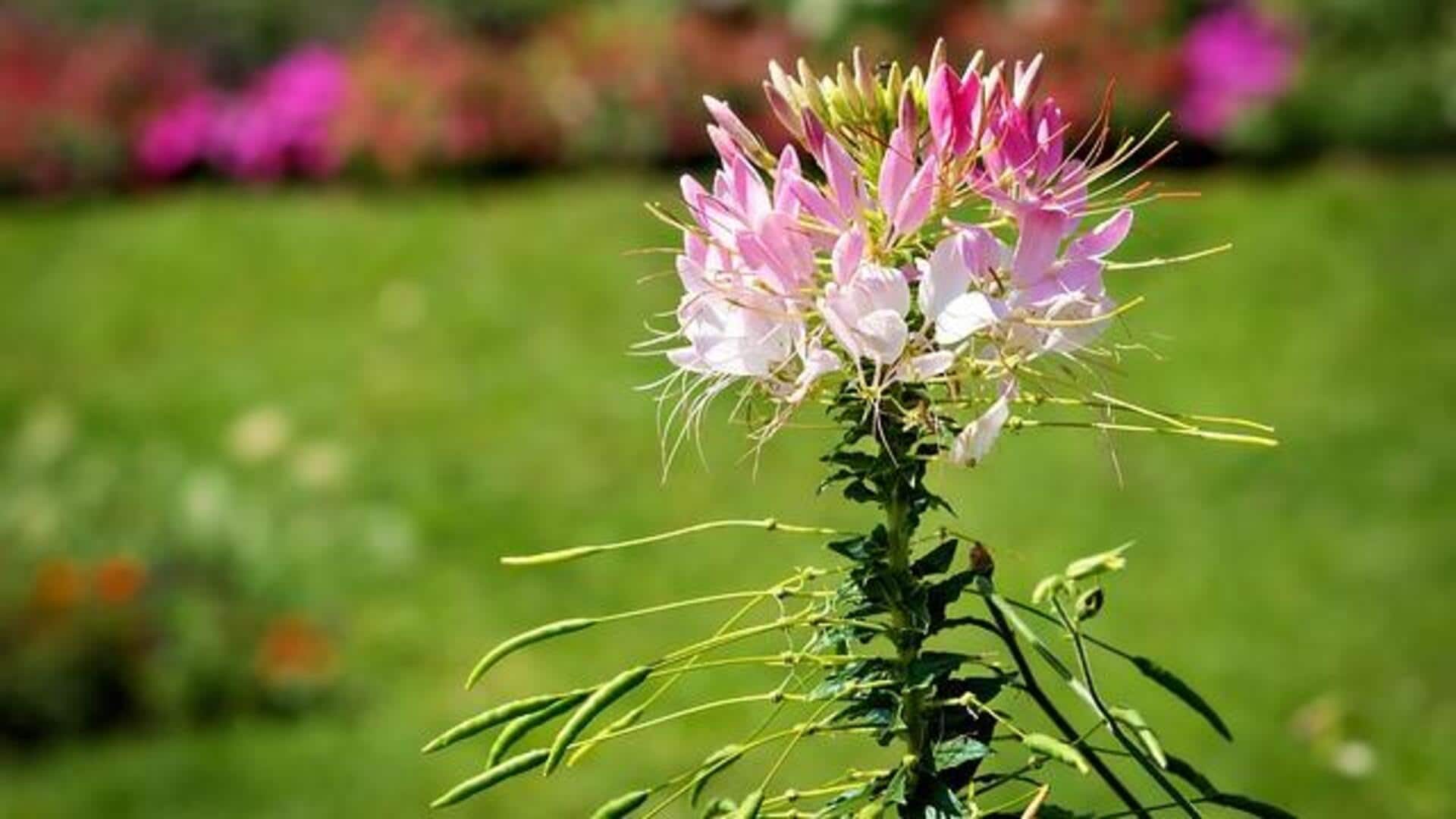 Why you should know about spiderflower