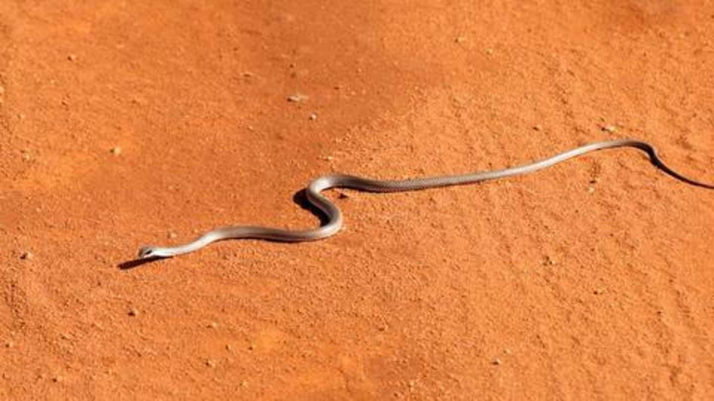 WATCH: Snake invades field during Andhra-Vidarbha Ranji Trophy tie