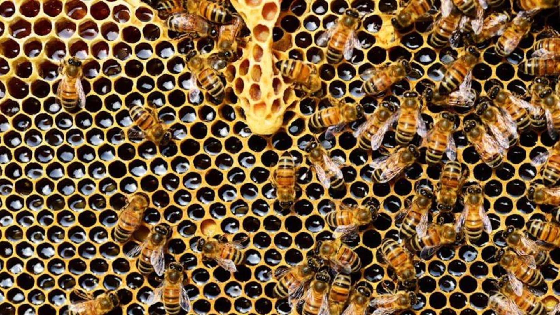 The dos and don'ts of community beekeeping