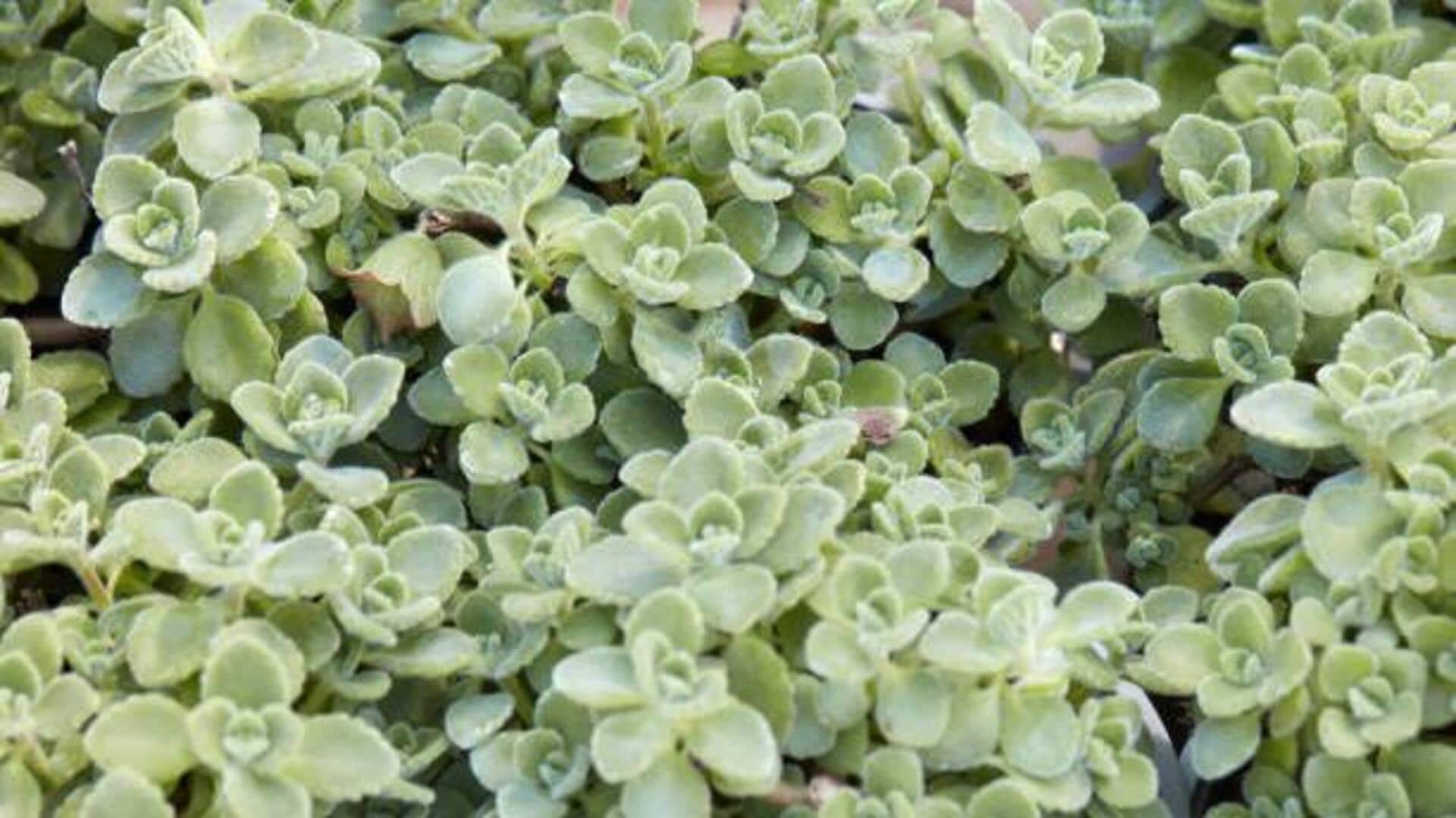 Cuban oregano: Surprising health benefits