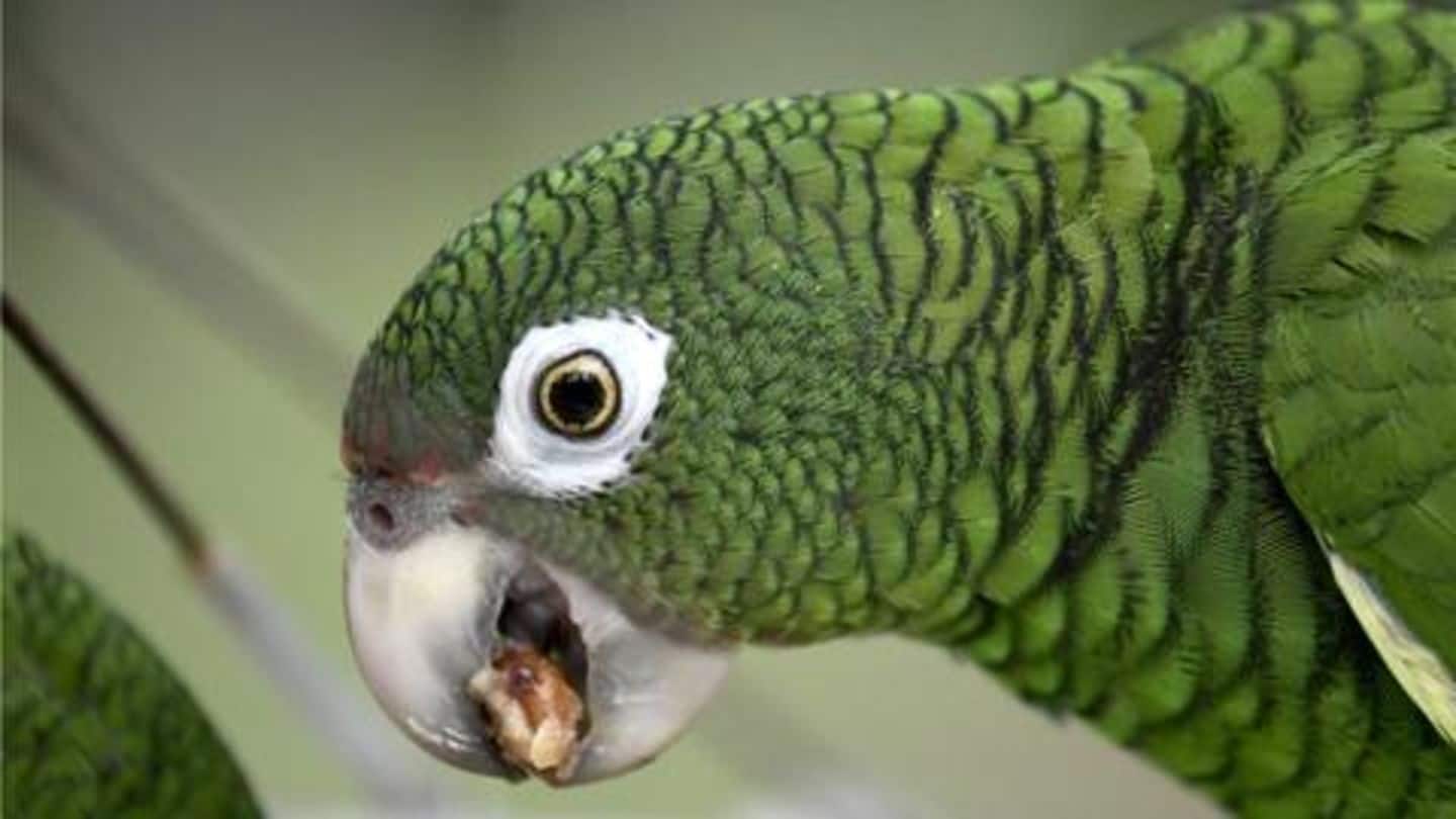 Brazil: 'Obedient' parrot arrested for alerting drug dealers