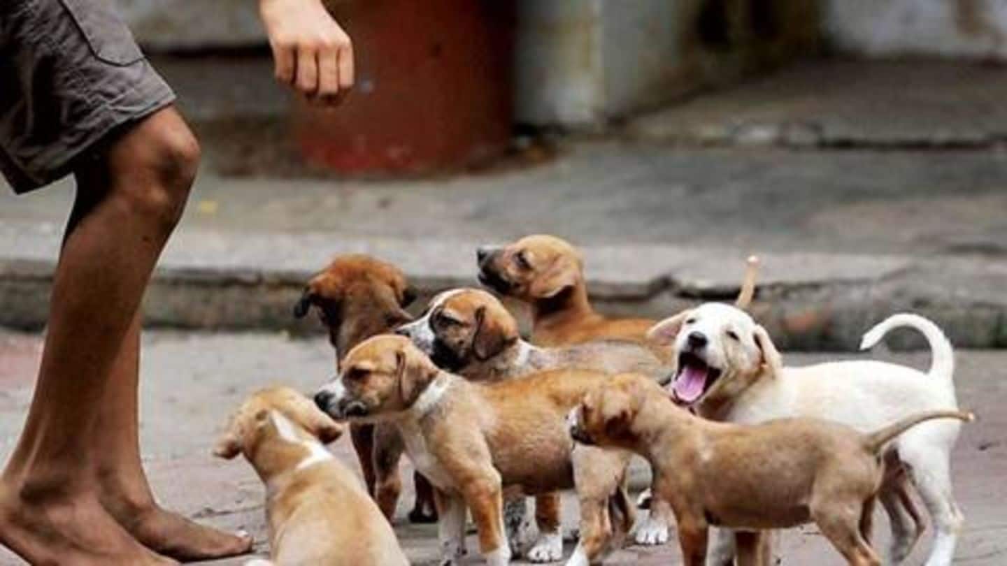 Neha charged Rs. 2,500 per day for feeding dogs Neha charged Rs. 2,500 per day for feeding dogs