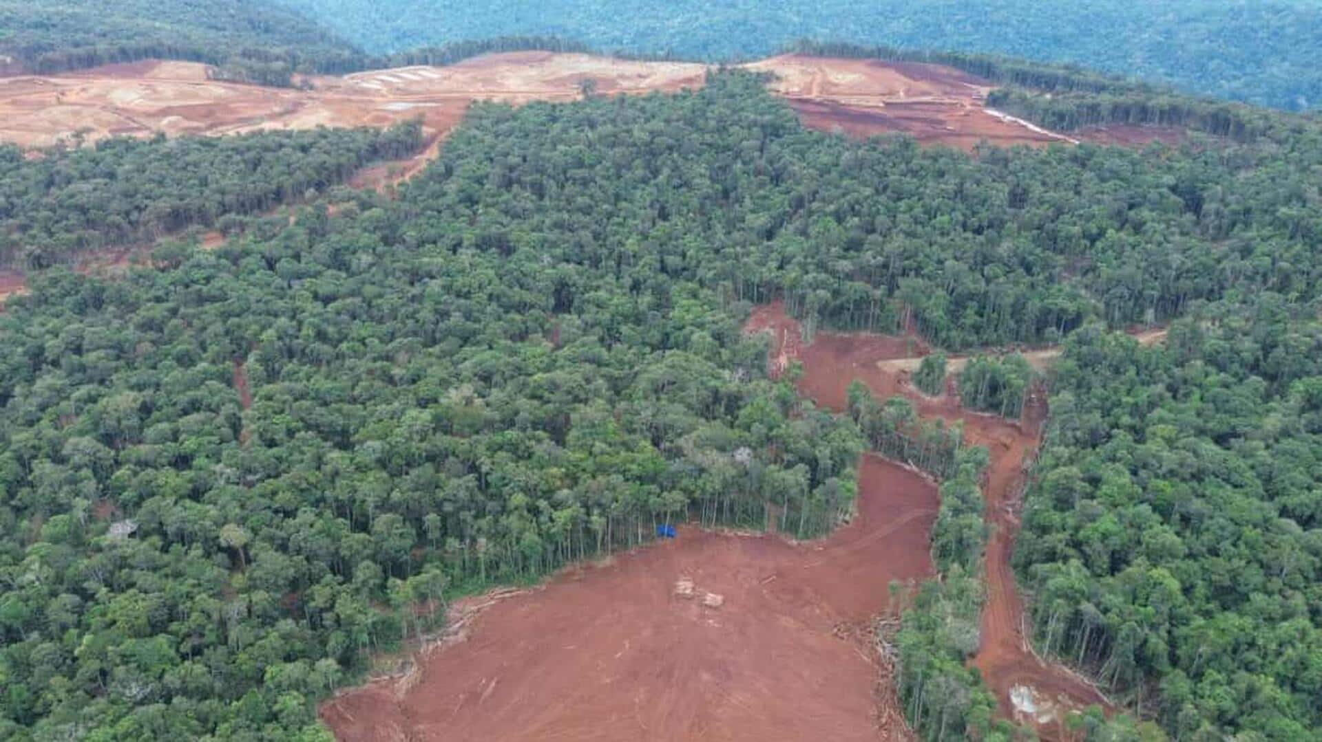 These EV makers are destroying indigenous woodlands in Indonesia