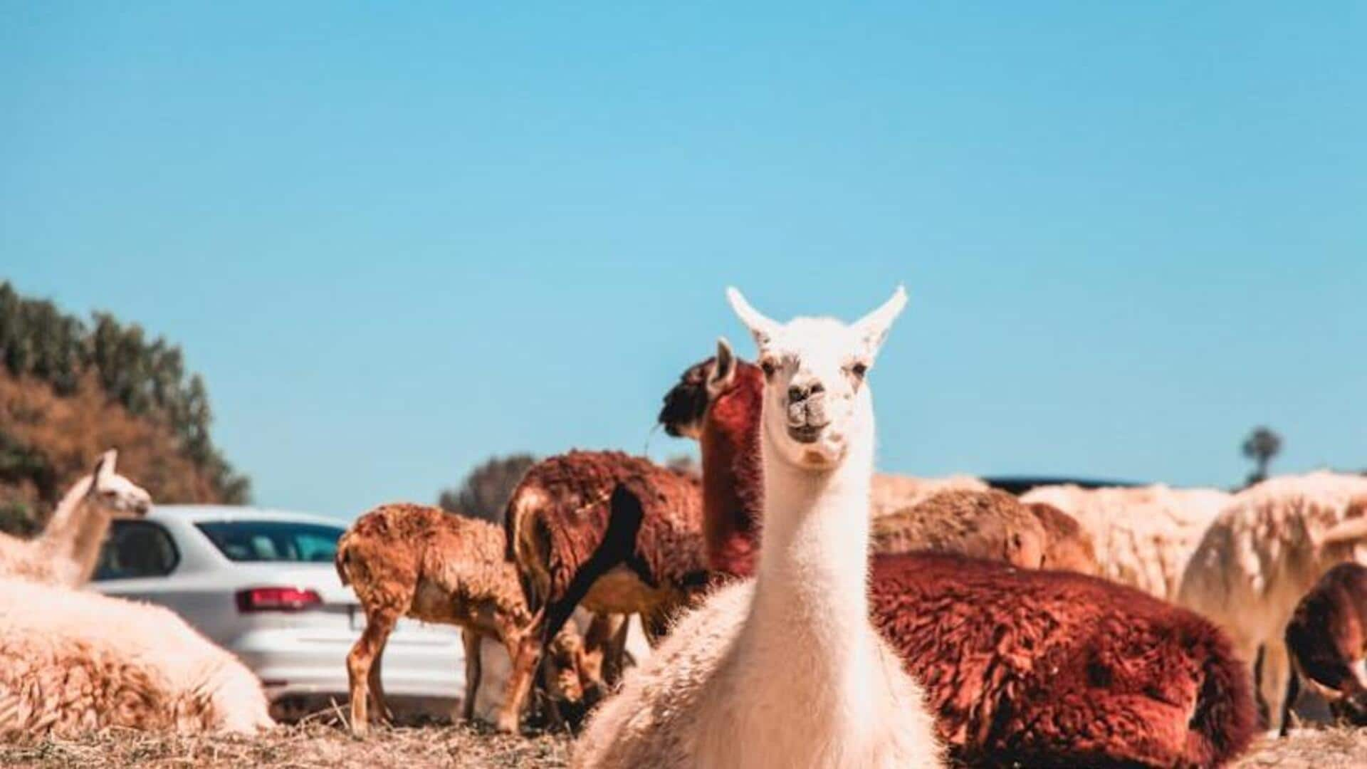 Discover alpaca farms in Cusco, Peru