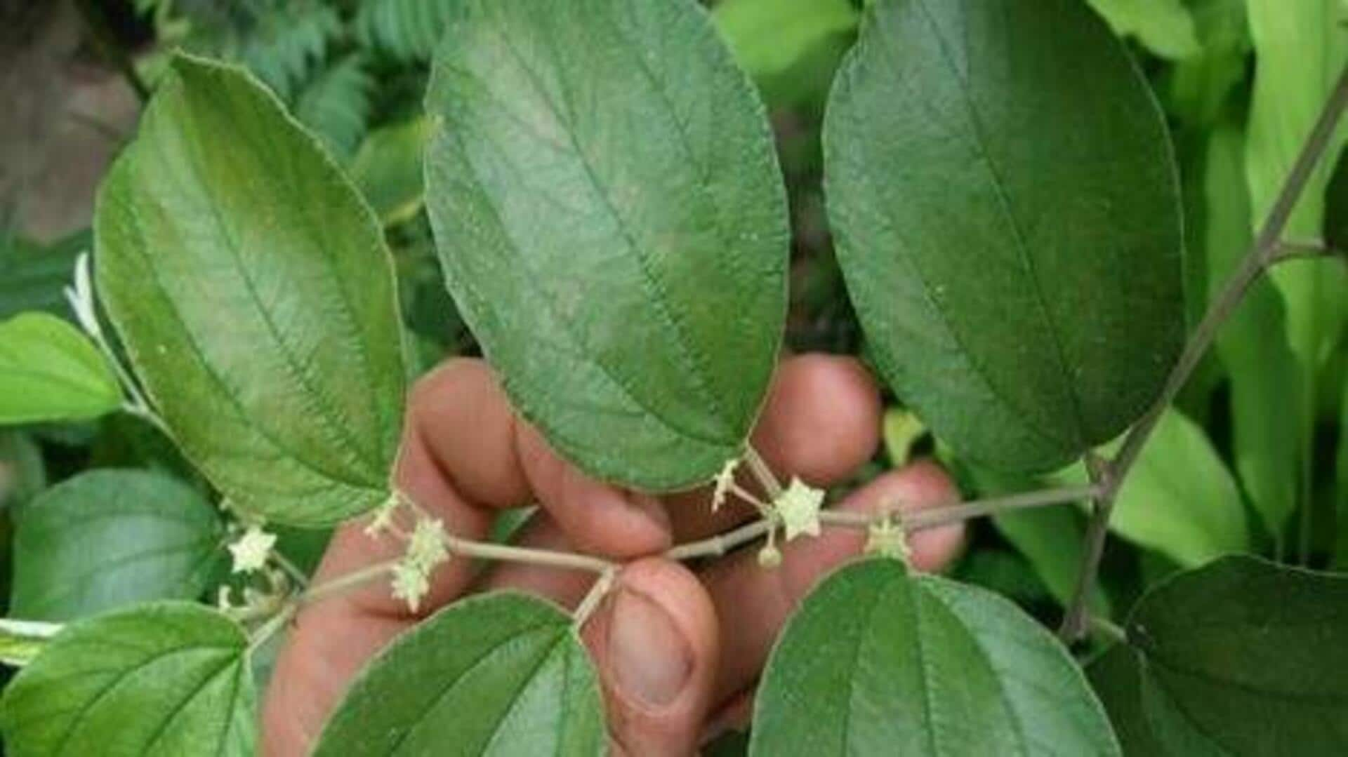 Ziziphus Mauritiana Leaf: Africa's skin rejuvenation secret