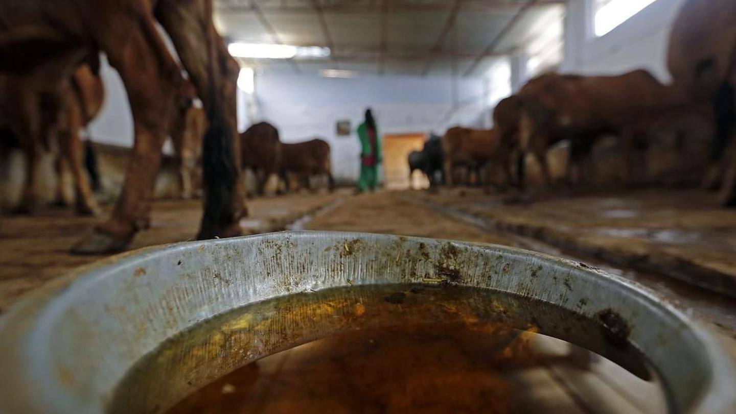 Cow urine is a 'cure-all' Cow urine is a 'cure-all'