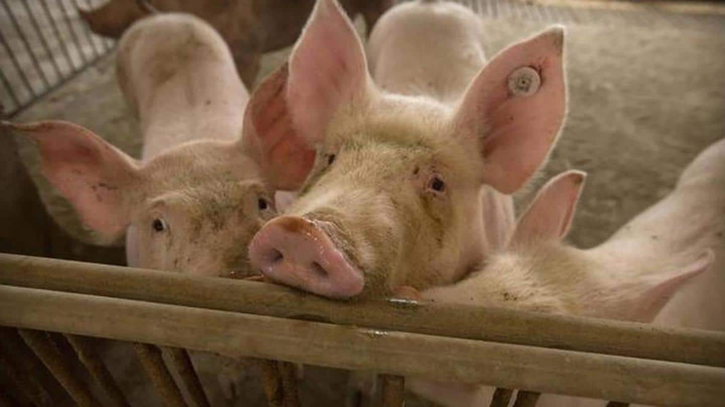 Assam: African swine fever spreads; government orders culling of pigs