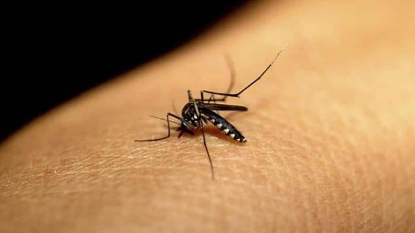Brazilian study suggests dengue antibodies could offer protection against COVID-19