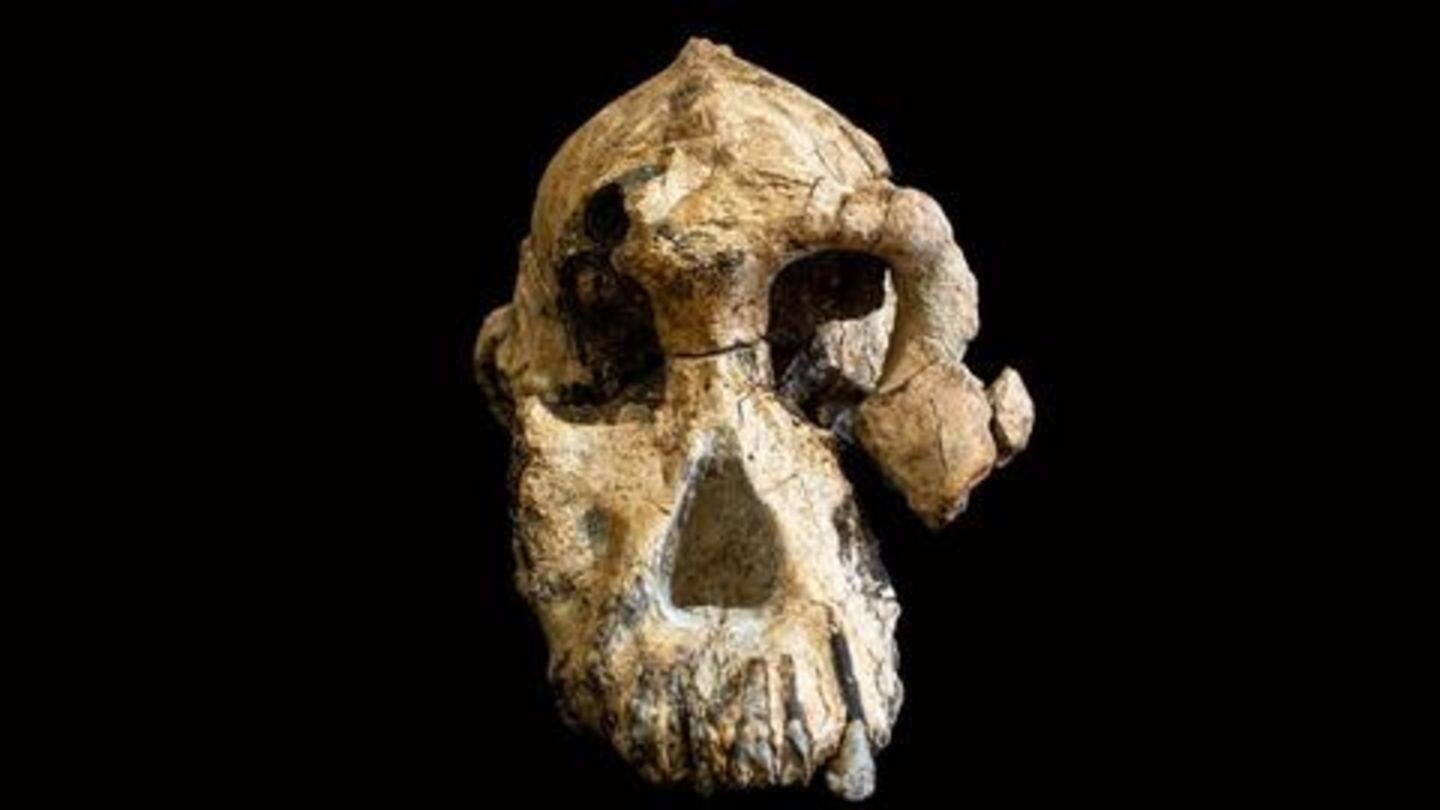 Fossil belongs to adult male, measures 20cm x 11.5cm Fossil belongs to adult male, measures 20cm x 11.5cm