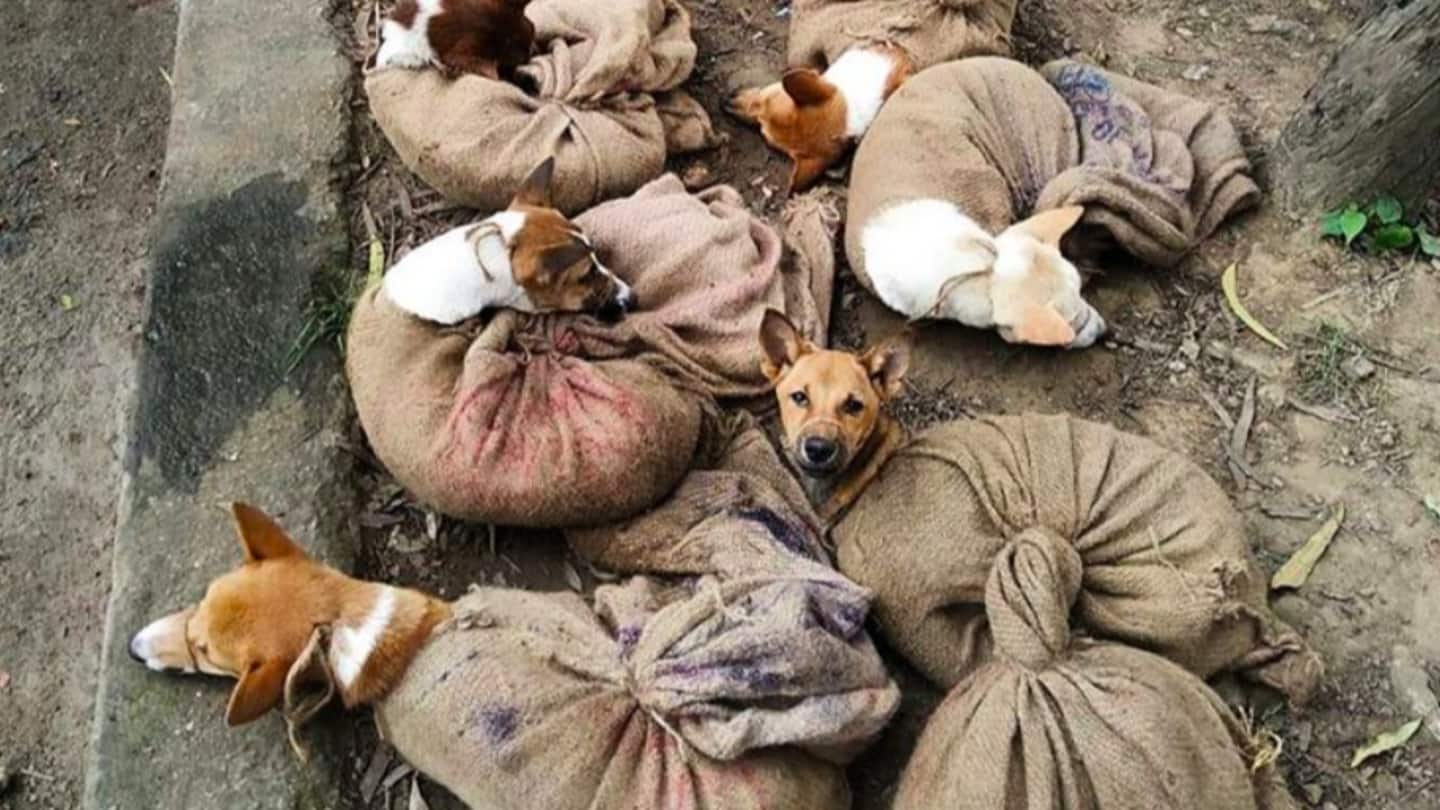After Mizoram, Nagaland Cabinet bans sale of dog meat