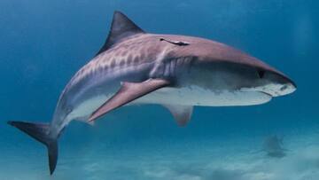 Over five lakh sharks could be killed for COVID-19 vaccine