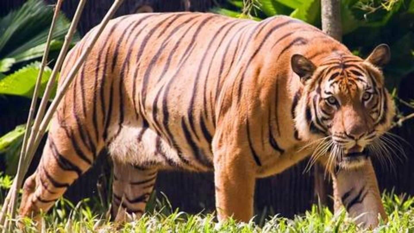 In a first, tiger tests positive for coronavirus in US