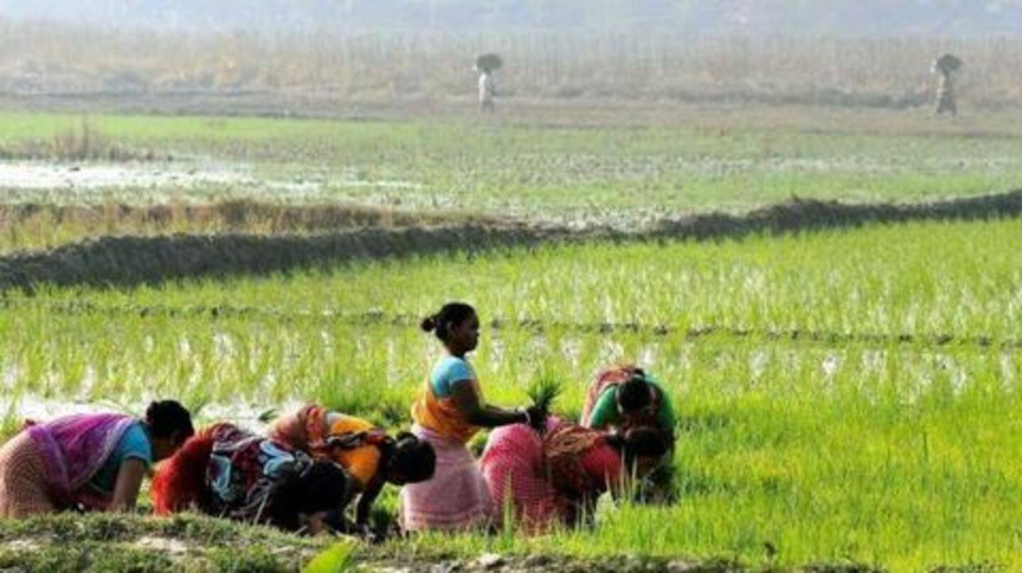Agricultural growth not affected by COVID-19, says government