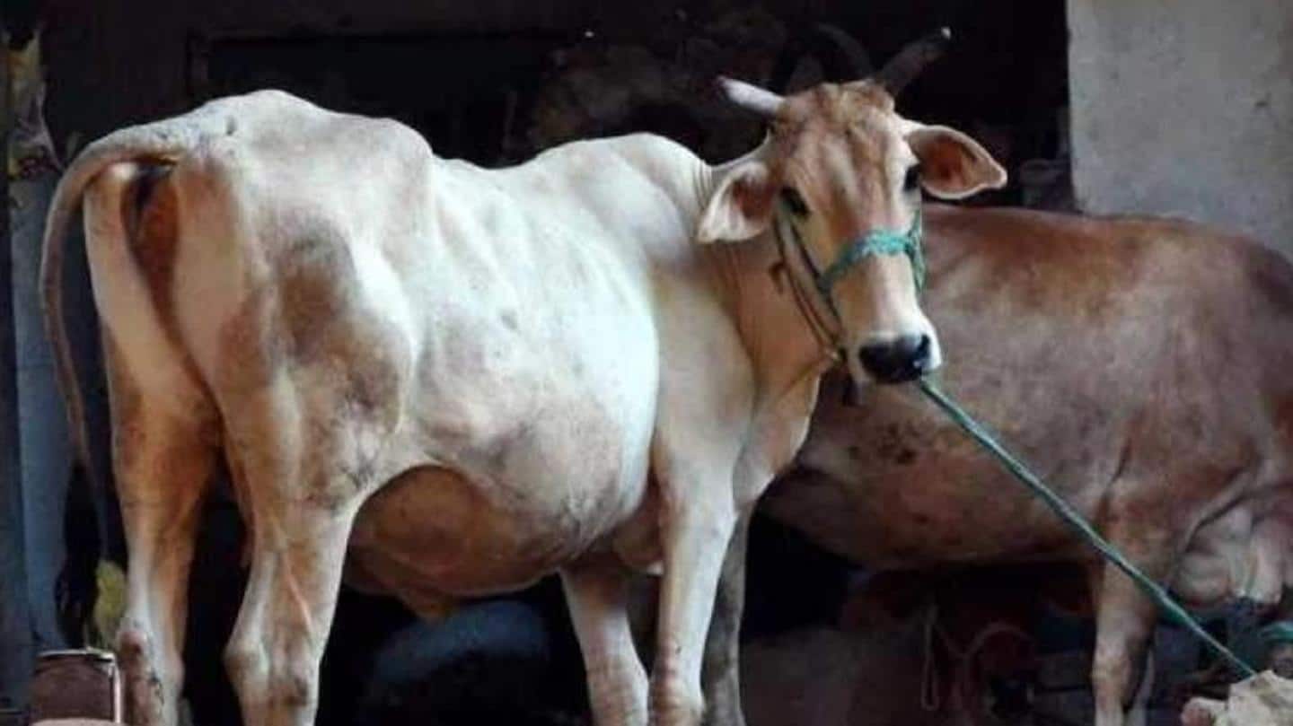 Indigenous cows 'clever'; foreign breeds 'lazy' Indigenous cows 'clever'; foreign breeds 'lazy'