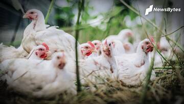 Bird flu outbreak in India: All you need to know