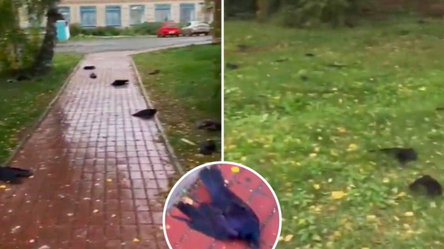 Russia: Hundreds of dead ravens fall from sky; experts baffled