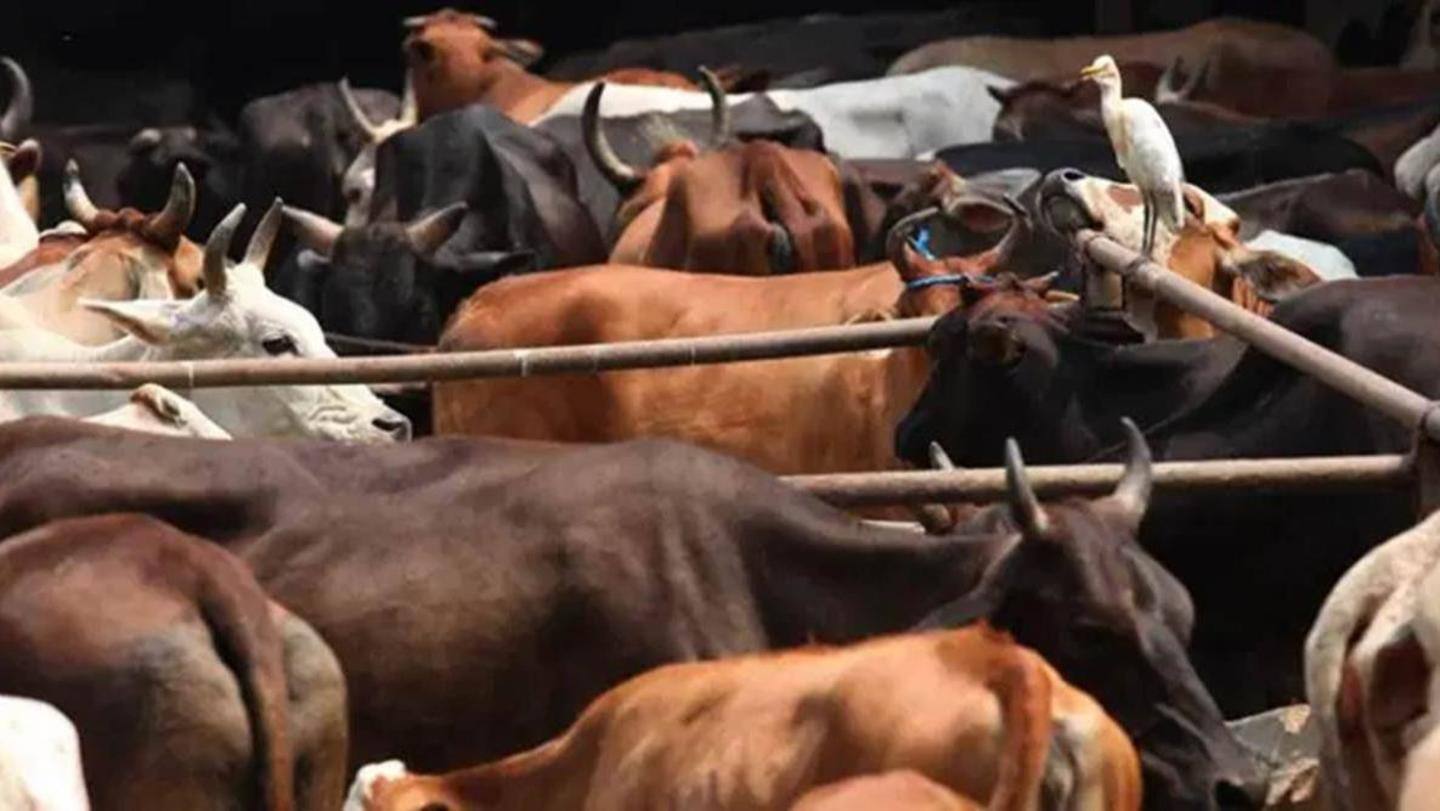 Case possibly linked to cattle smuggling ring Case possibly linked to cattle smuggling ring