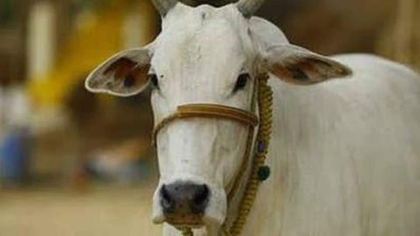 Man seeks gold-loan against cows after hearing they 'contain gold'