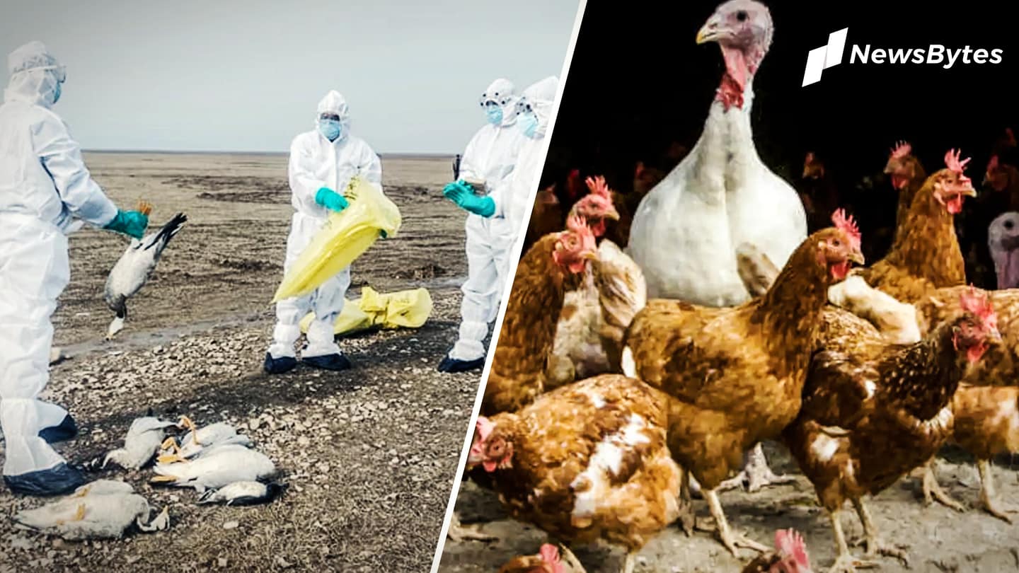 Bird flu scare in Haryana as 4 lakh birds die Bird flu scare in Haryana as 4 lakh birds die