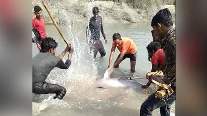 UP: Three arrested for killing endangered Gangetic dolphin