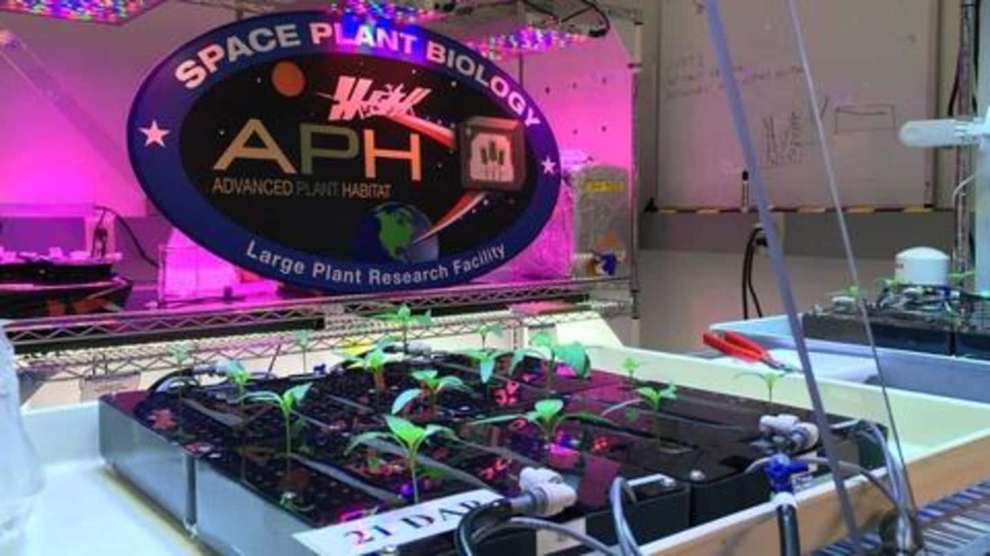 NASA's first fruit grown in space to 'spice-up' astronauts' menu