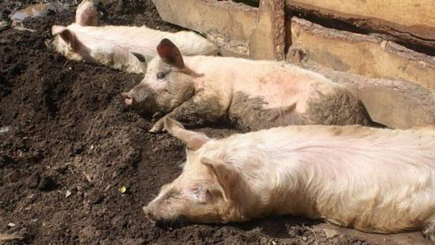 What is African swine fever? What is African swine fever?