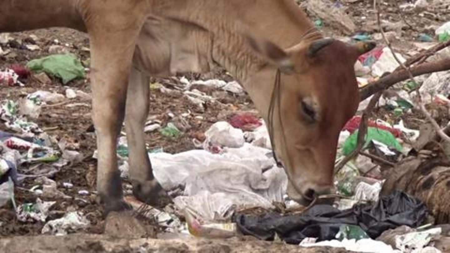 Vets remove 52 kg plastic from cow after 5-hour-long surgery