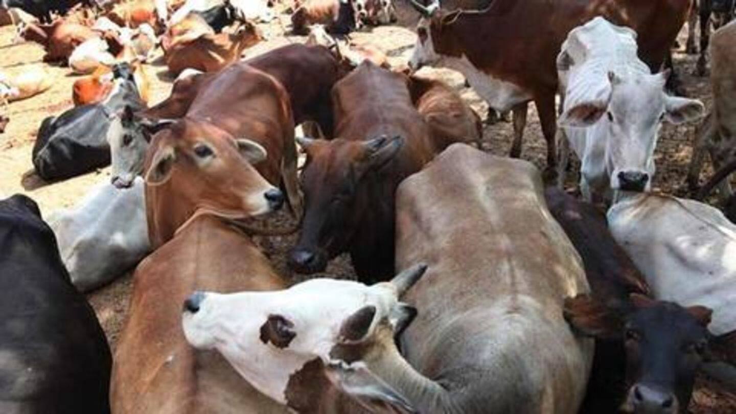 In a first, Madhya Pradesh approves law against cow vigilantism