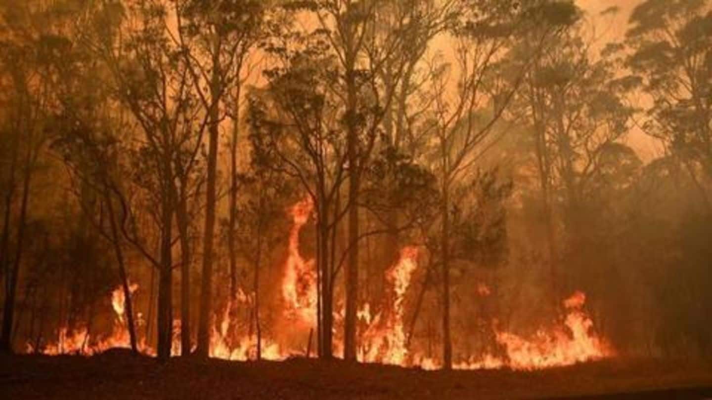 How bad are Australia's fires and how can you help?
