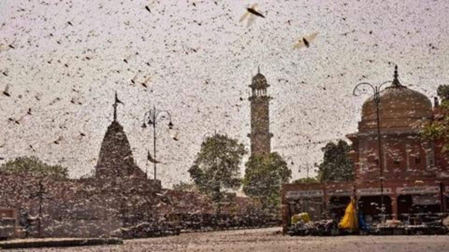 Delhi braces for 'probable locust attack'; issues advisory