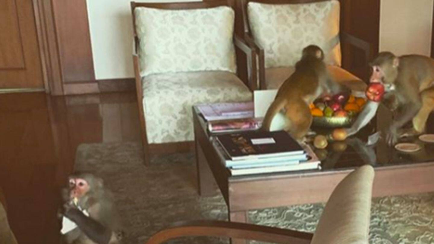 Clarke and Leslie were "robbed blind by monkeys" Clarke and Leslie were "robbed blind by monkeys"