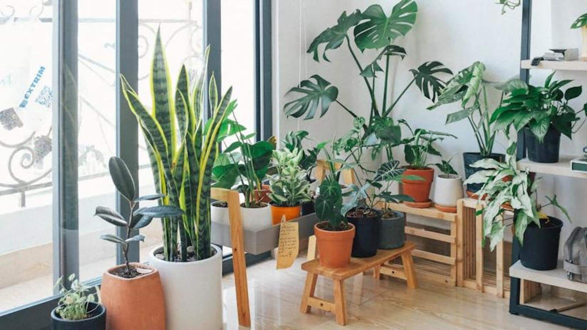 Declutter your indoor plants collection for lush calmness