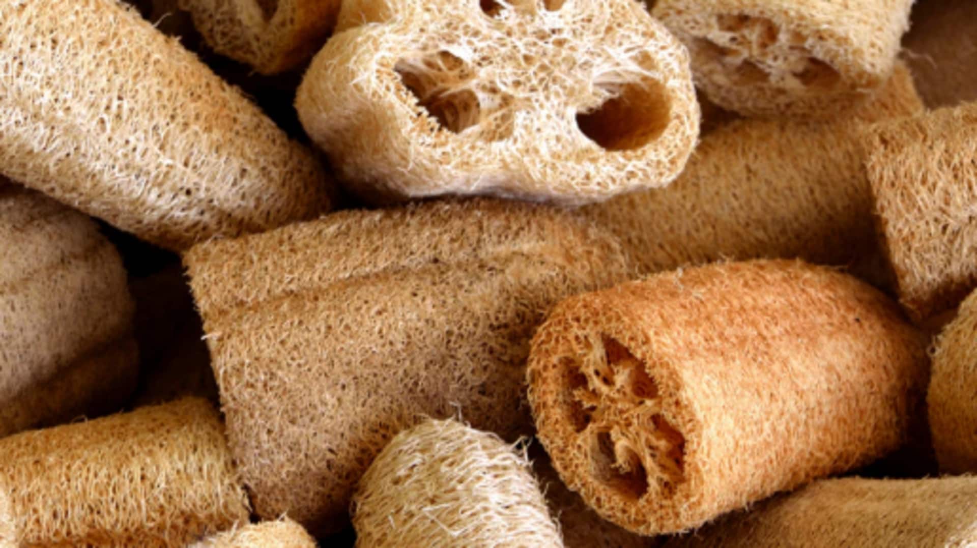 Loofah sponge gardening: Tips for beginners