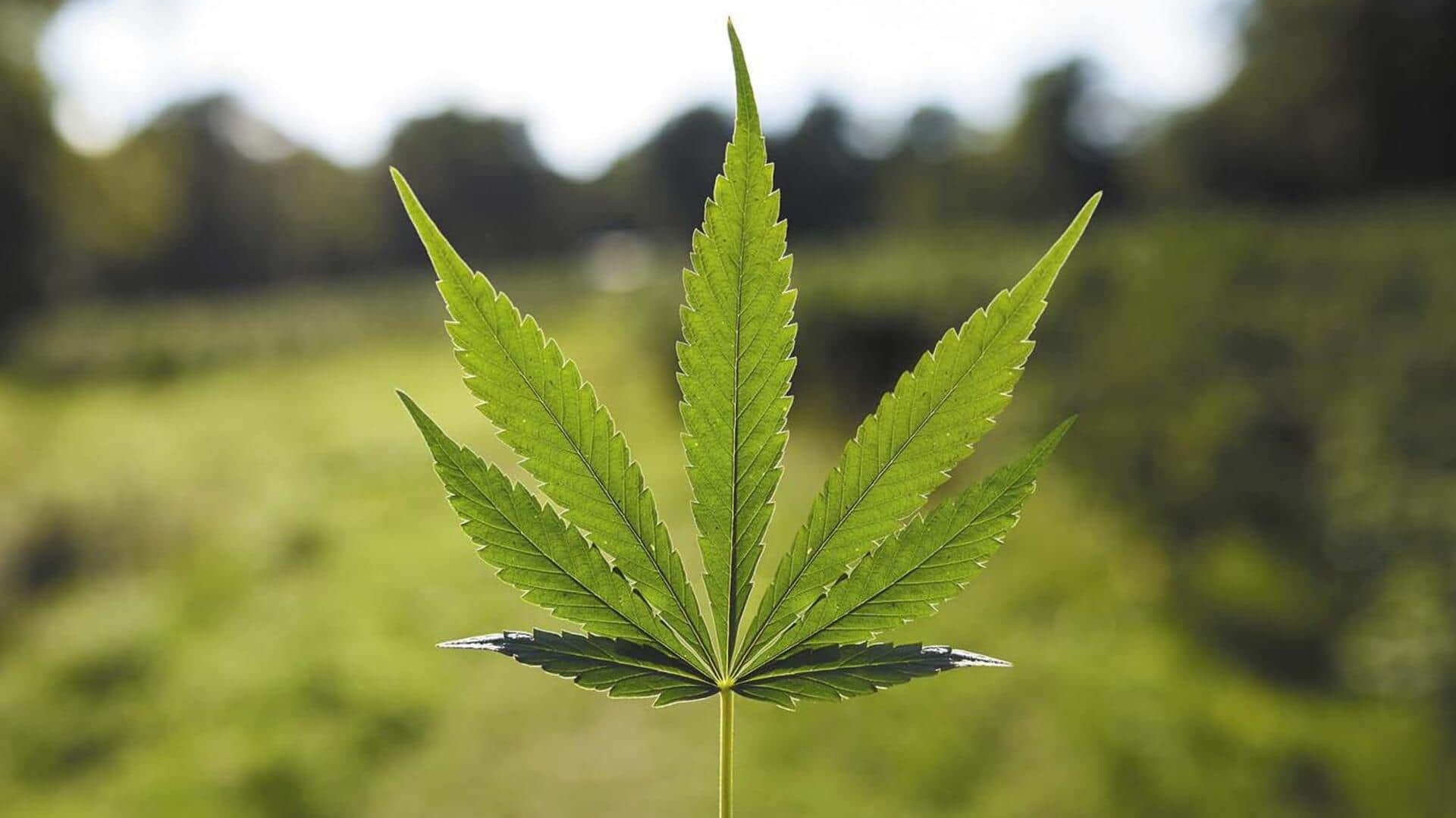 Cannabis might be better than opioids at treating back pain Cannabis might be better than opioids at treating back pain