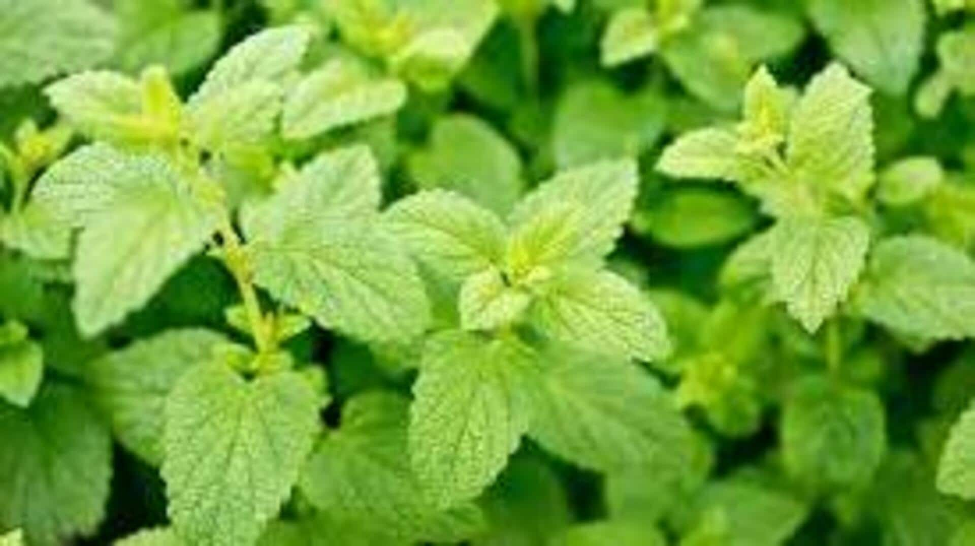 Propagating zesty lemon balm in small indoor pots