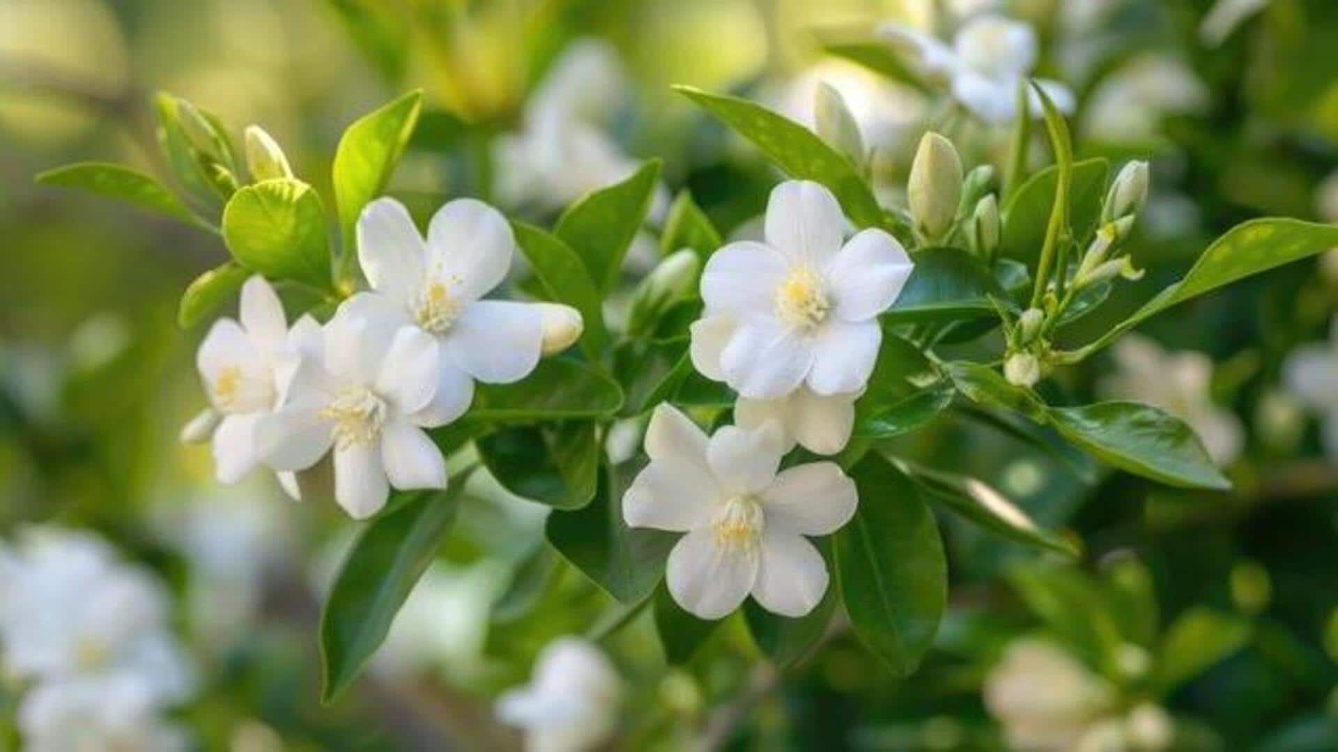 How to protect jasmine plants from pests 