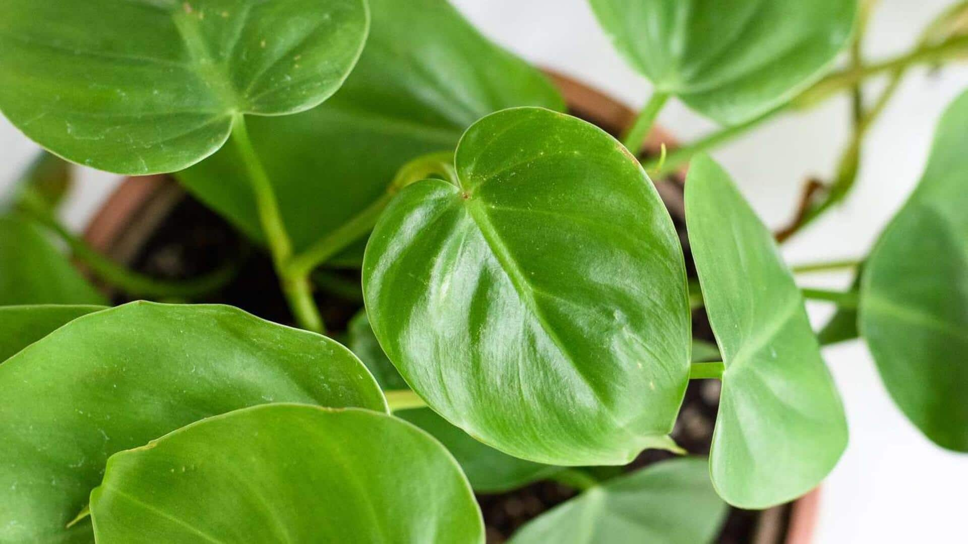 Brightening indoor spaces: 5 Philodendron care essentials