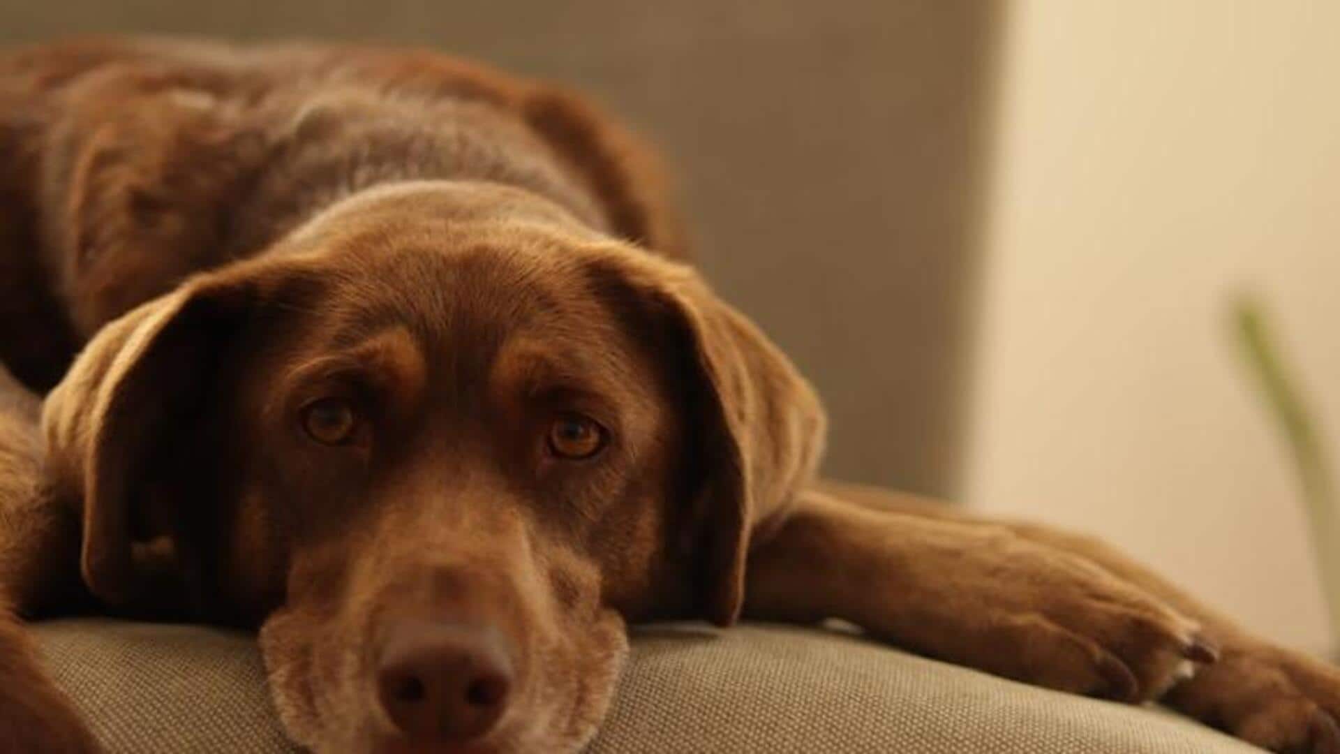 Homemade ear cleaners for your dog: Safe and simple solutions