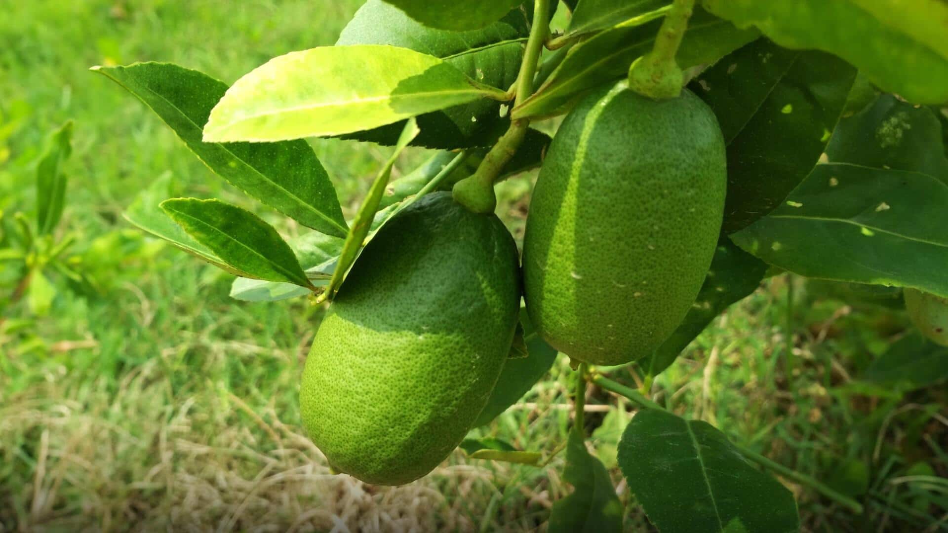 Kaji nemu declared the state fruit of Assam