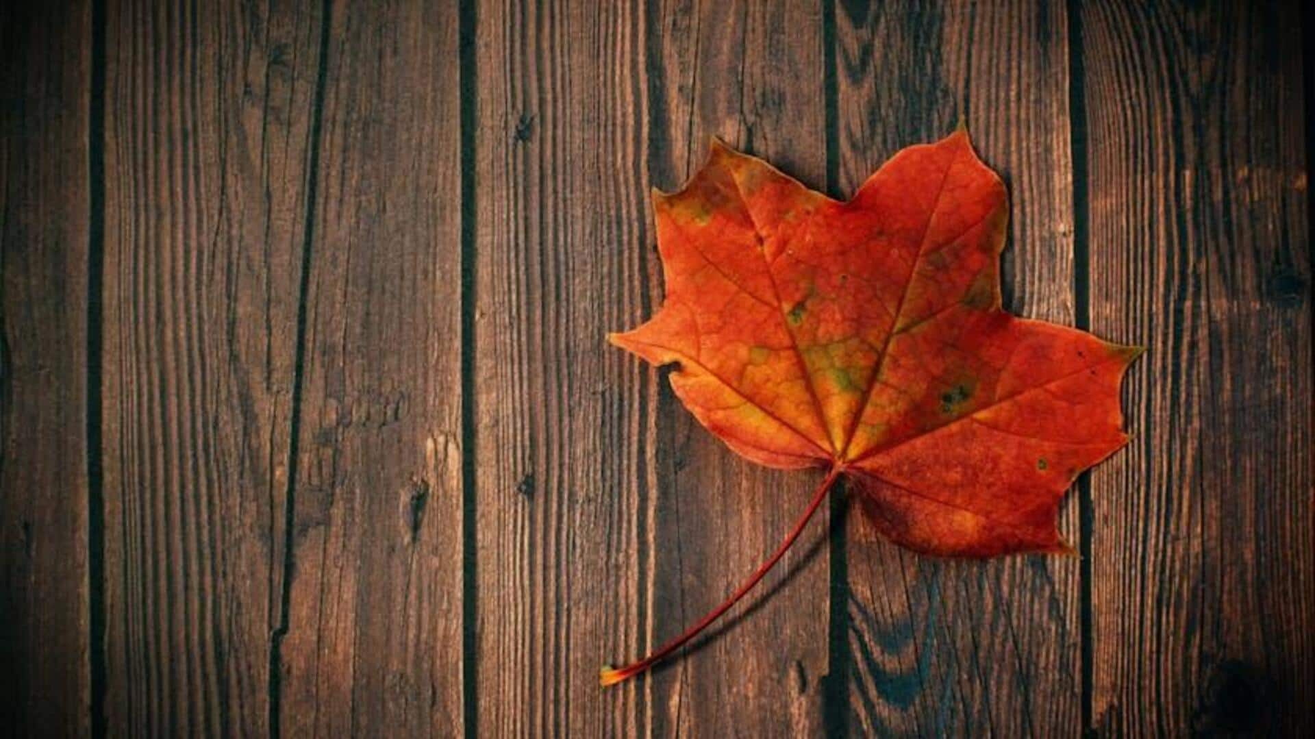 Unlocking the anti-aging power of maple leaves in skincare 