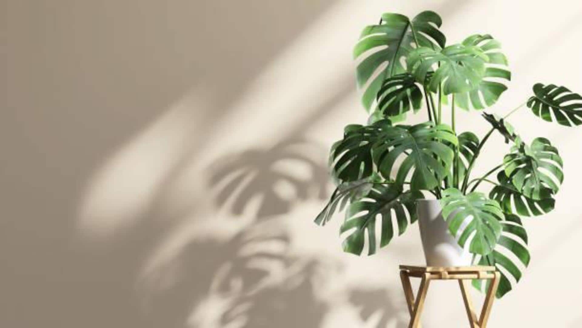 Monstera plant care: 5 watering tips Monstera plant care: 5 watering tips