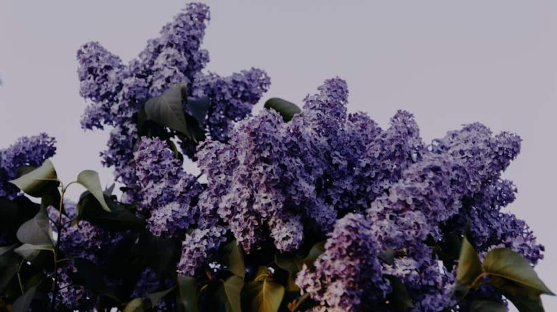 How to prune your lilacs like a pro